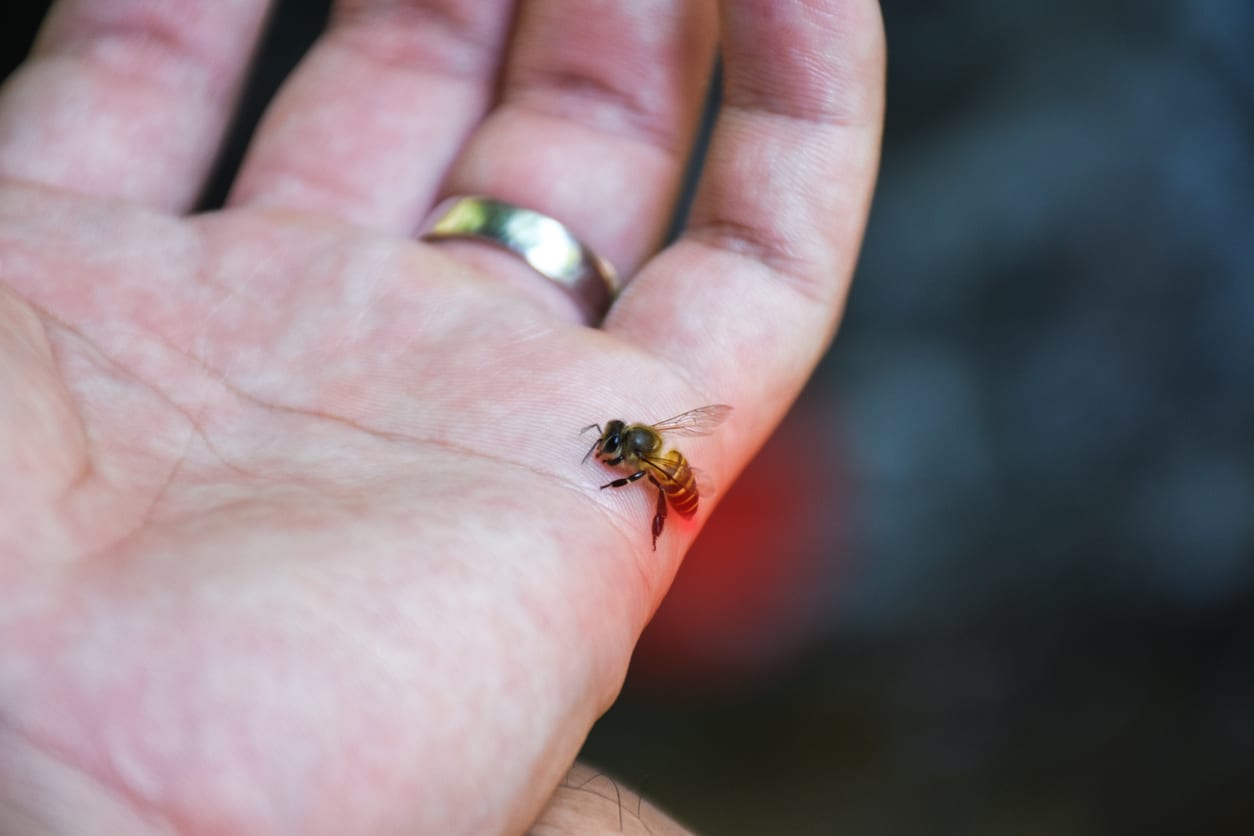Obat Disengat Tawon dan Lebah Paling Ampuh | HonestDocs