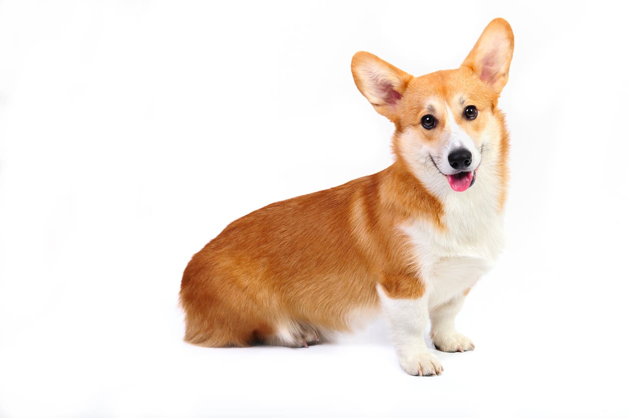 24++ Anjing ras corgi new