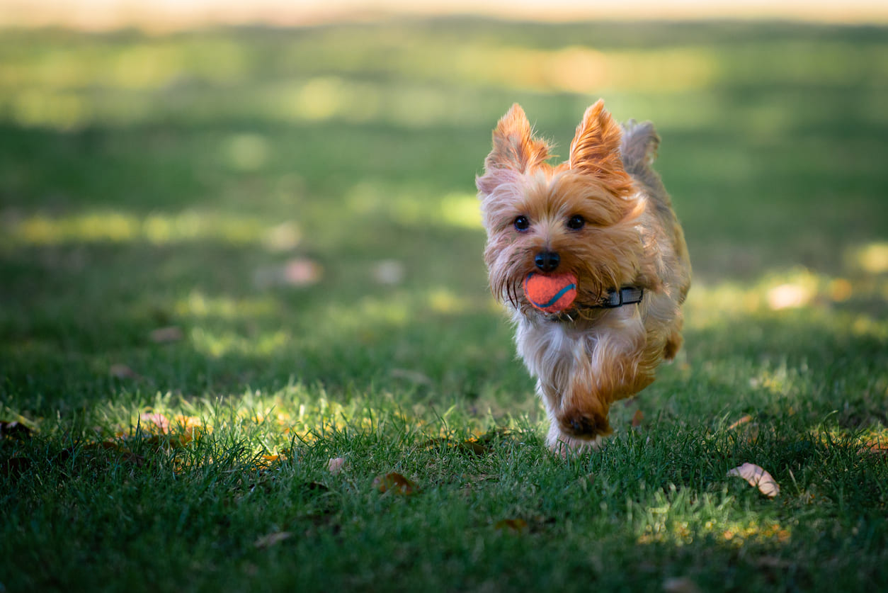 45+ Jenis anjing yorkshire terrier new